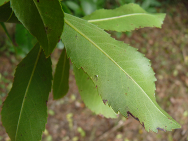 Verso des feuilles. Agrandir dans une nouvelle fenêtre (ou onglet)